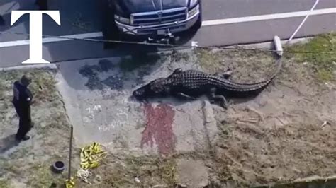 Feb 24, 2023. . Florida woman alligator full video reddit